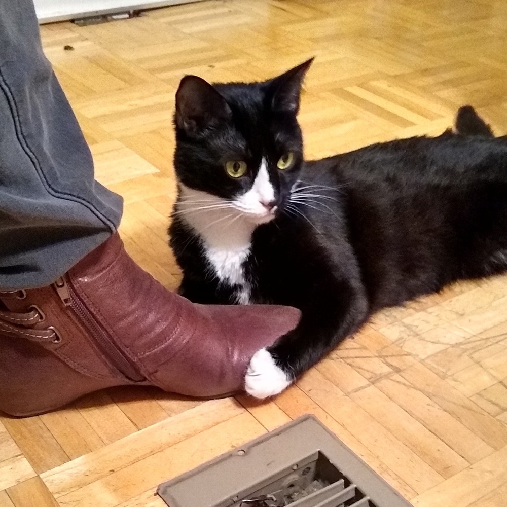 Meet your Posher, Chase